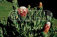 Protea venusta, Rotssuikerbos, creeping beauty